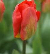 Image result for Tulipa Red Alert