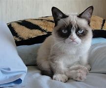 Image result for Grumpy Cat Morning