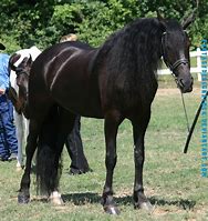 Image result for Black Thoroughbred Cross