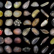 Image result for Tree Seeds
