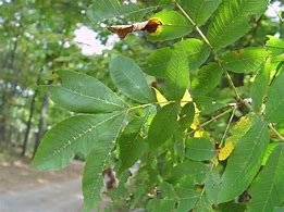 Image result for carya_cordiformis