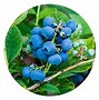 Image result for Blueberry Plants