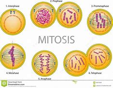 Image result for iPhone Camera Mitosis Meme