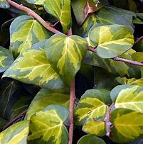 Image result for Hedera colchica Sulphur Heart