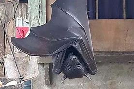 Image result for Human-Sized Bat in Peru