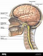 Image result for Human Brain Nerves