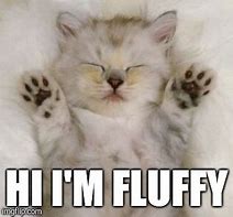 Image result for Cute Fluffy Kittens Memes