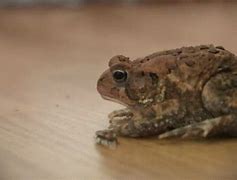 Image result for frogs and toads gifs