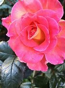 Image result for Tea Rose Pink Color