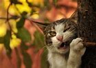 Image result for Funny Cat Lock Screen