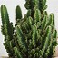 Image result for Inside a Cactus