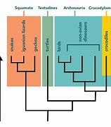 Image result for Evolution Family Tree