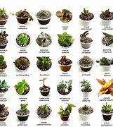 Image result for Diferentes Tipos De Suculentas