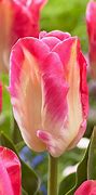 Tulipa Shining Parrot に対する画像結果