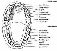 Image result for agemolar