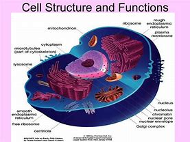 Image result for Cellular Structure and Function