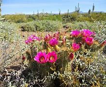 Image result for Sonoran Desert Plants