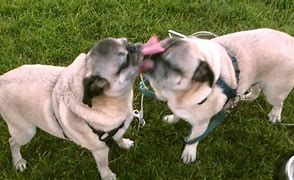 Image result for Pugs Kissing
