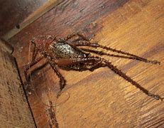 Image result for Armored Cricket