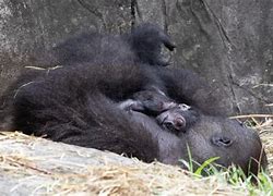 Image result for Gorilla Died