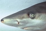 Afbeeldingsresultaten voor "carcharhinus Acronotus". Grootte: 159 x 106. Bron: www.goodfreephotos.com