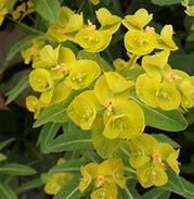 Image result for Euphorbia schillingii