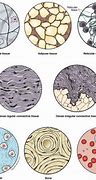 Image result for Identify the Connective Tissues Represented in These Drawings
