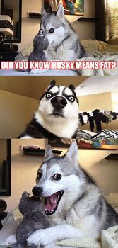 Image result for Husky Dog Meme Pun