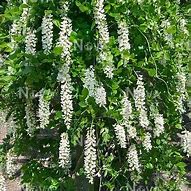 Image result for Wisteria macrostachya Clara Mack