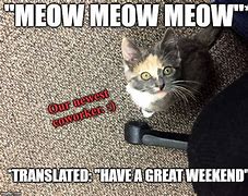 Image result for Weekend Cat Meme