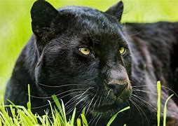 Image result for Panther Pics