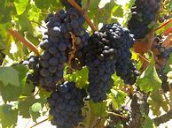 Image result for Rosenblum Zinfandel Contra Costa County Reserve Pato