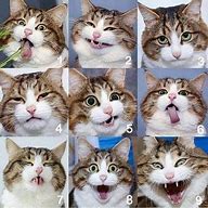Image result for Cat Mood Meme