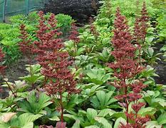 Image result for Rodgersia Maurice Mason