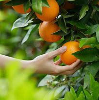 Image result for Dwarf Valencia Orange Tree
