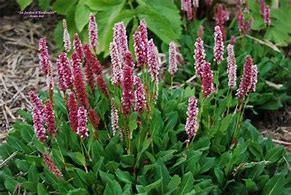 Image result for Persicaria affine Kabouter