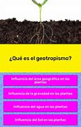 Image result for geotropismo