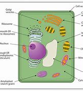 Image result for Plant Cell Membrane