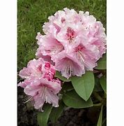 Rhododendron Albert Schweitzer   (rose) 的图像结果