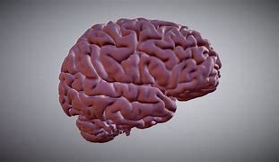 Image result for Human Brain Model Meme