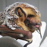 Image result for Hoary Wattled Bat