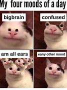 Image result for Polite Cat Meme Image