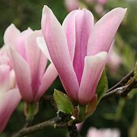 Image result for Magnolia Heaven Scent