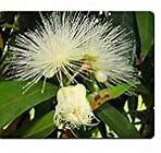 Image result for Sweet Rose Apple Tree