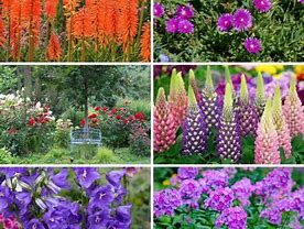 Image result for Spring Blooming Perennial Flowers