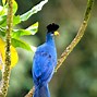 Image result for Blue Turaco