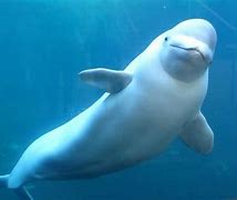 Image result for Ballena Beluga