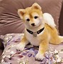 Image result for Shiba Inu Plush