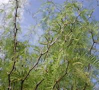 Image result for algarrohera