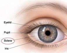 Image result for Sclera